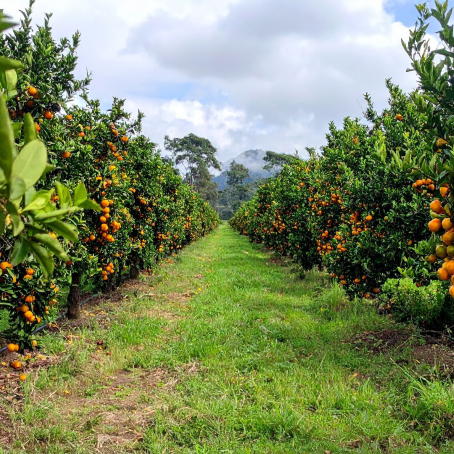 Citrus Orchard